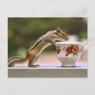 Carte Postale Photo de Chipmunk avec China Teacup