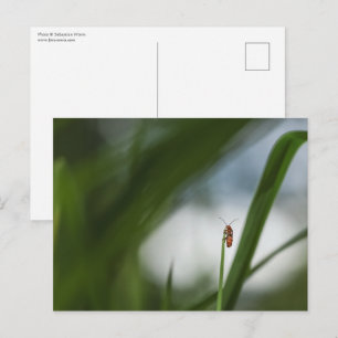 Carte postale photo de coléoptère dans la nature