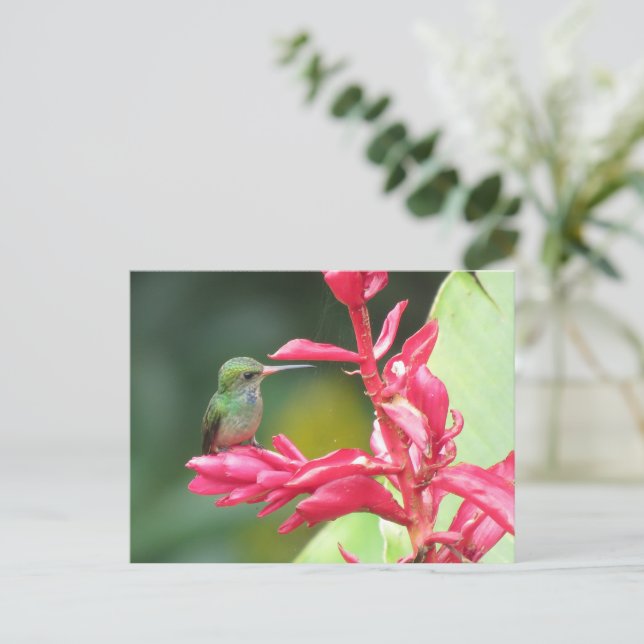 Carte Postale Photo de Colibri à gorge bleue (Debout devant)