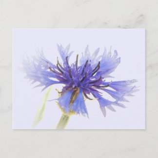 Carte Postale Photo de Cornflower bleu -