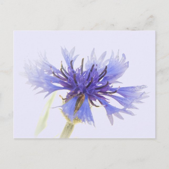 Carte Postale Photo de Cornflower bleu - (Devant)