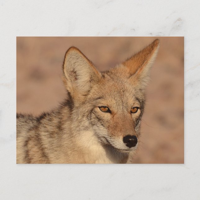Carte Postale Photo de coyote au Nevada (Devant)