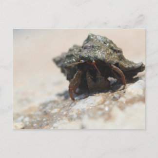 Carte Postale Photo de crabe Hermite