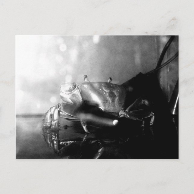 Carte Postale Photo de crabe Hermite monochrome (Devant)