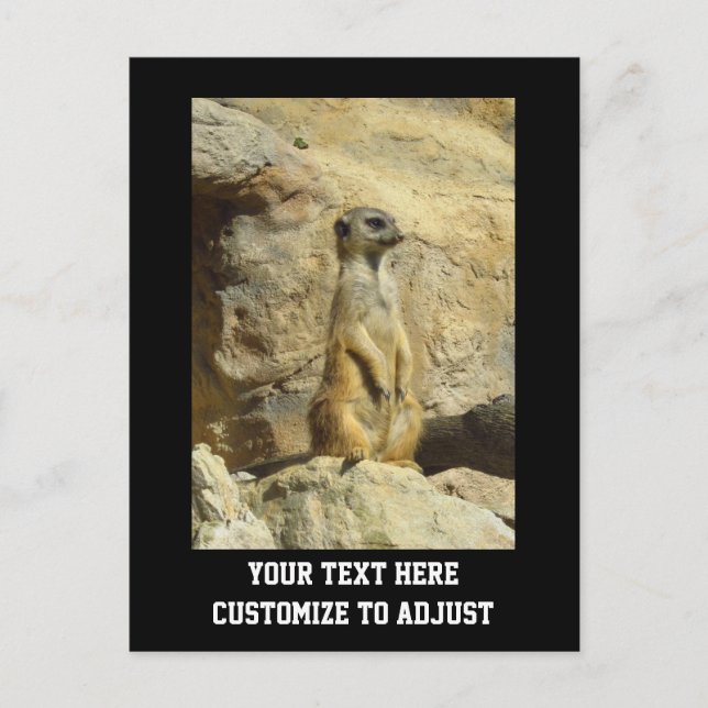Carte Postale Photo de Cute meerkat (Devant)