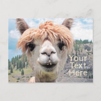 Carte Postale Photo de Cute Smiling Alpaca