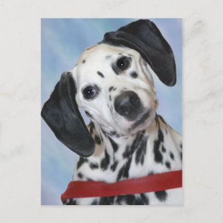 Carte Postale Photo de dalmate