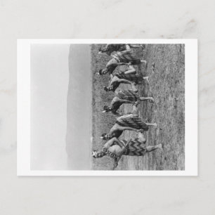 Carte Postale Photo de danse de guerre maorie