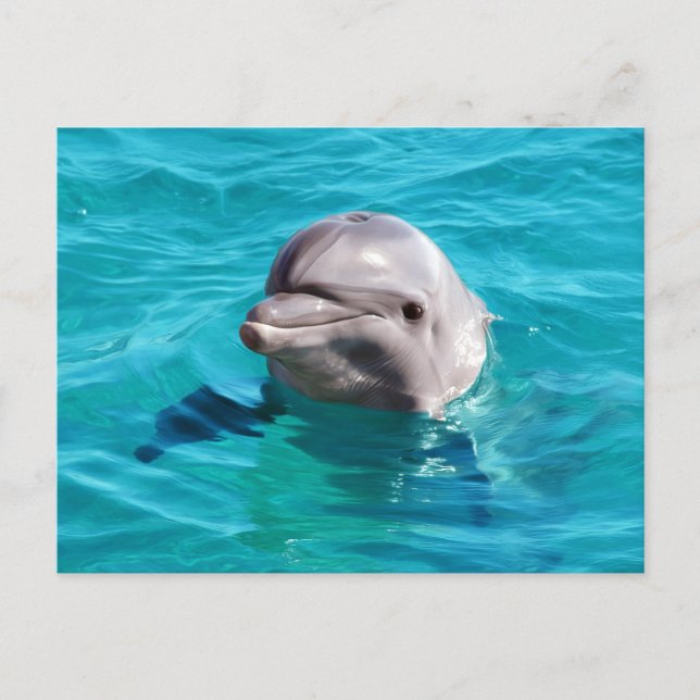 Carte Postale Photo de dauphin dans l'eau bleue (Devant)