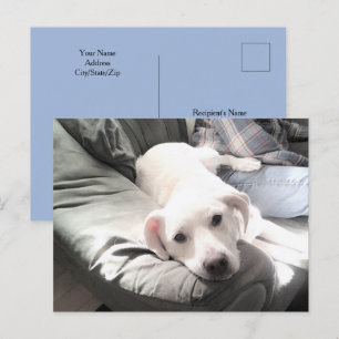 Carte Postale Photo de Dog Sitting à côté de Best Friend Blue