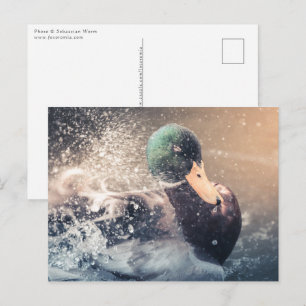 Carte Postale Photo de Duck Nature