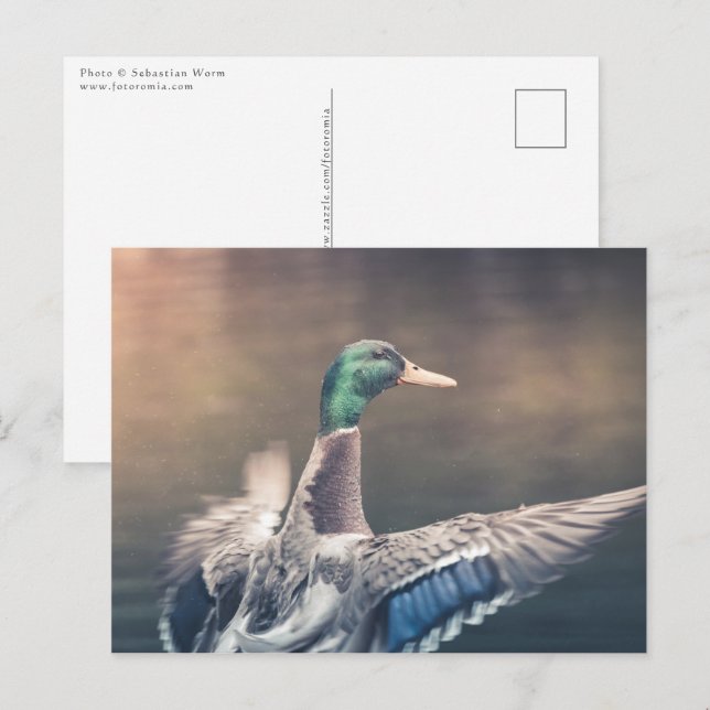 Carte Postale Photo de Duck Nature (Devant / Derrière)