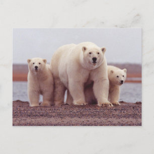 Carte Postale Photo de famille d'ours polaires mère et oursons