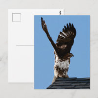 Photo de faune à ailes déployées de Buse à queue r