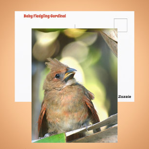 Carte Postale Photo de faune de bébé Cardinal adorable oisillon