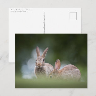 Carte Postale Photo de faune de lapins