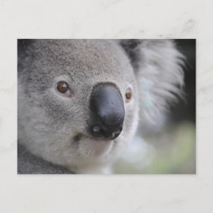Carte postale photo de fermeture Koala