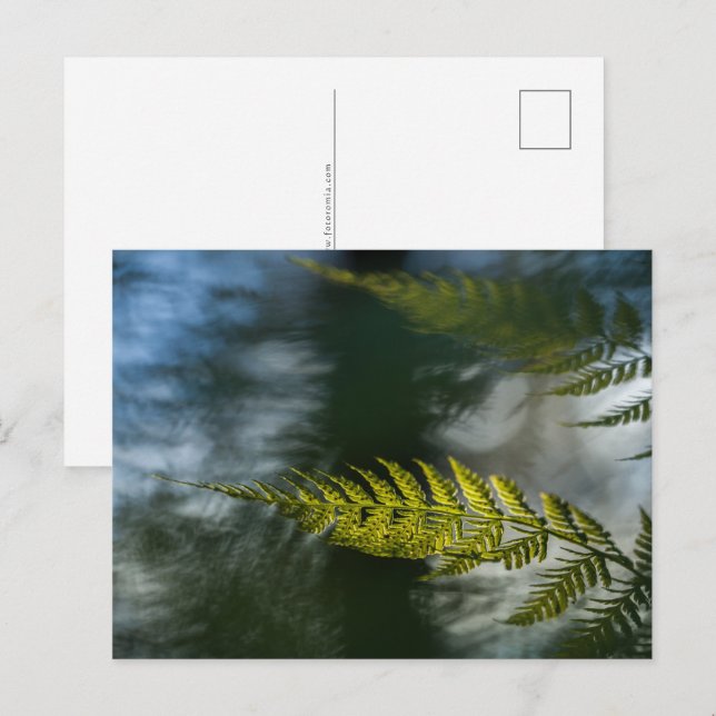 Carte Postale Photo de Fern Nature (Devant / Derrière)