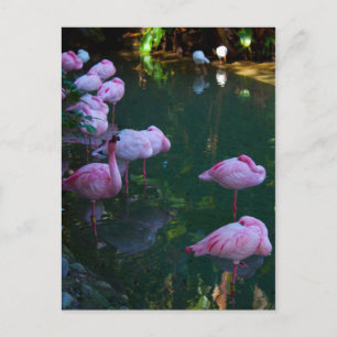 Carte postale photo de flamants roses