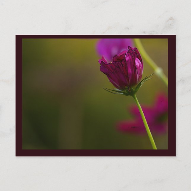 Carte postale photo de fleur (Devant)