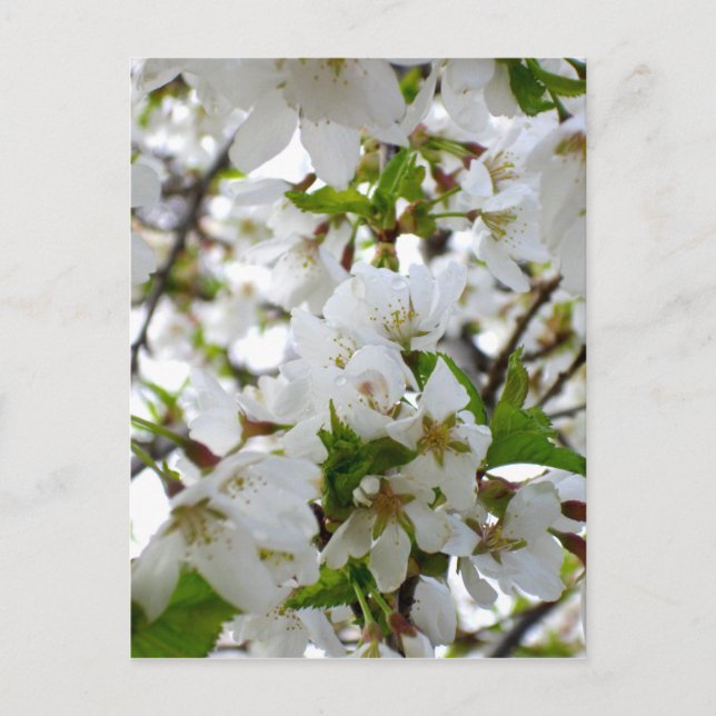 Carte Postale Photo de fleur blanche élégante (Devant)