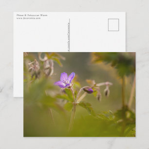Carte Postale Photo de fleur de géranium dans la nature