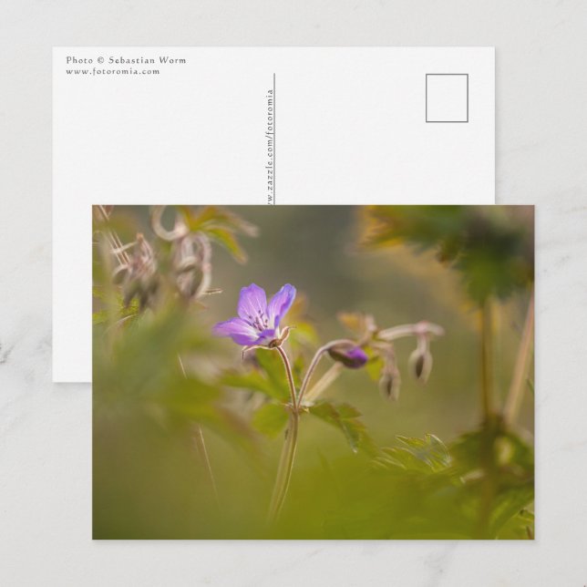 Carte Postale Photo de fleur de géranium dans la nature (Devant / Derrière)
