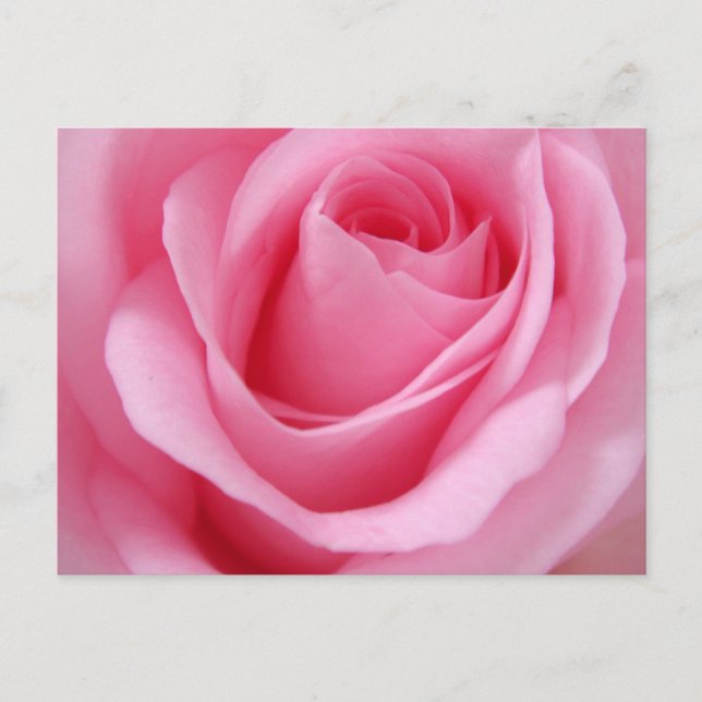 Carte Postale Photo de fleur de rose rose de près (Devant)