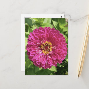 Carte Postale Photo de fleur de Zinnia vive
