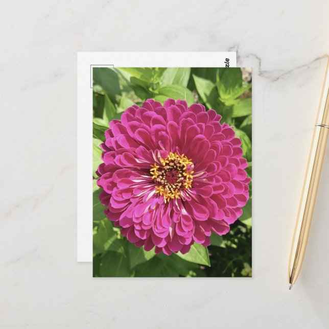 Carte Postale Photo de fleur de Zinnia vive (Devant/Arrière en situation)