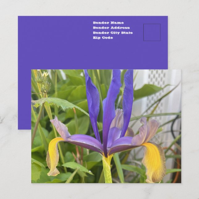 Carte Postale Photo de fleur d'iris pourpre dans un jardin extér (Devant / Derrière)
