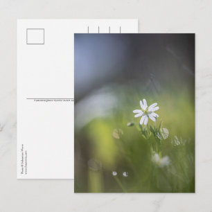Carte Postale Photo de fleur naturelle