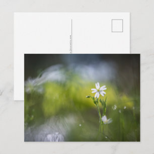Carte Postale Photo de fleur naturelle