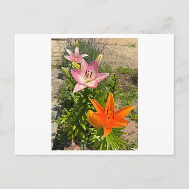 Carte postale photo de fleurs de lis tigré (Devant)