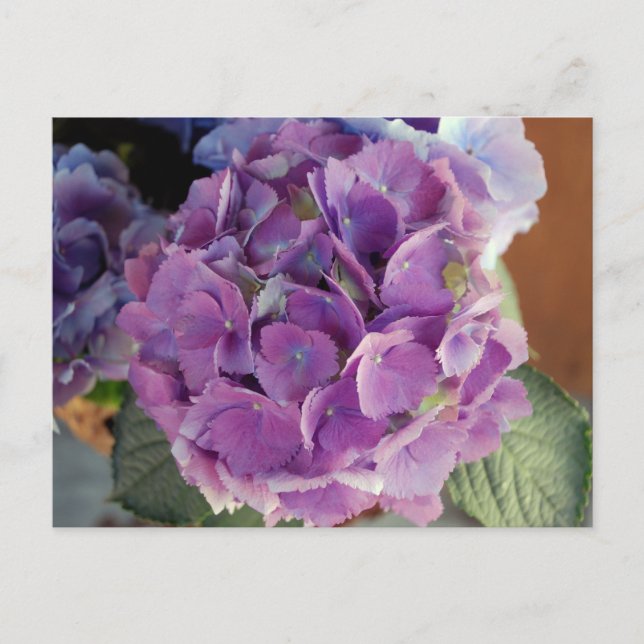 Carte Postale Photo de fleurs florales d'Hydrangea (Devant)