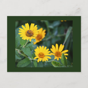 Carte postale photo de fleurs jaunes