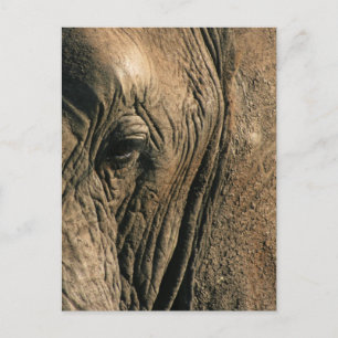 Carte Postale Photo de fond de l'oeil d'un éléphant africain
