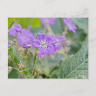 Carte Postale Photo de géranium sauvage lilas - Fleur botanique