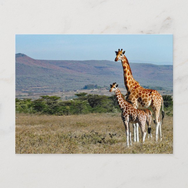 Carte Postale Photo de girafe de la faune mère et bébé (Devant)