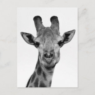 Carte Postale Photo de girafe noir et blanc