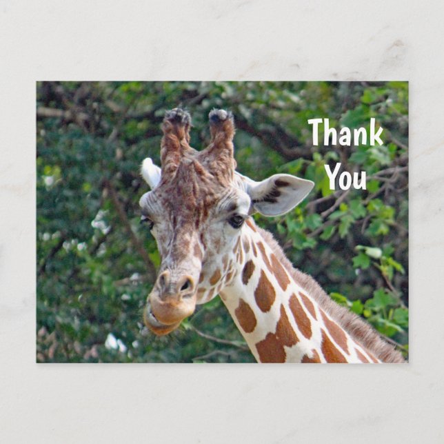 Carte Postale Photo de girafe sauvage merci (Devant)