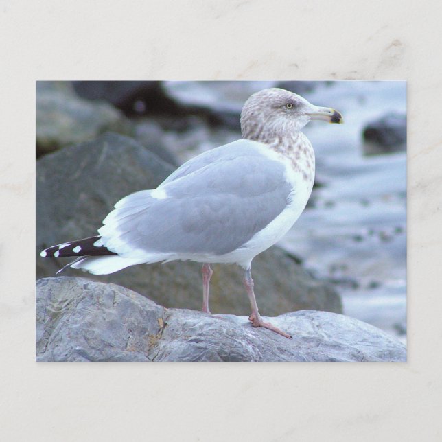 Carte postale photo de goéland (Devant)