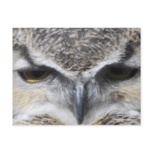 Photo de Grand-duc rapace à œil de hibou