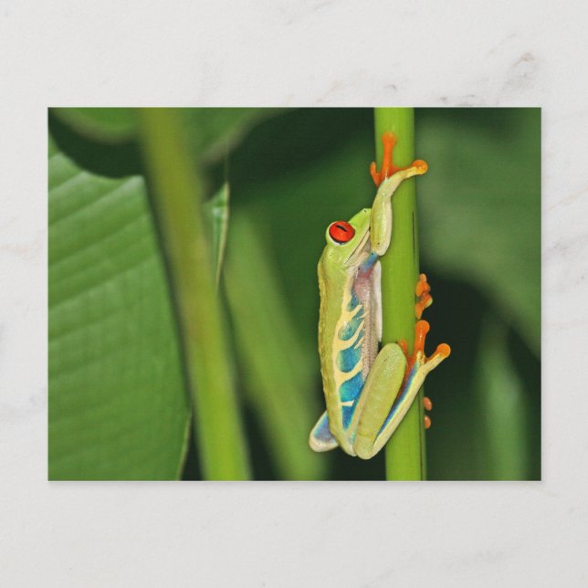 Carte Postale Photo de grenouille arborescente (Devant)