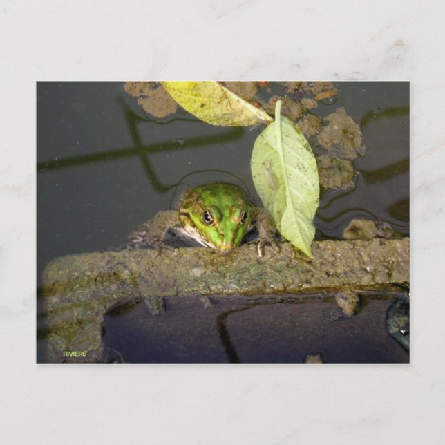 Carte Postale Photo de grenouille observant (Devant)