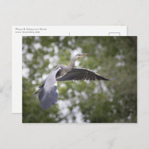 Carte Postale Photo de Grey Heron Nature