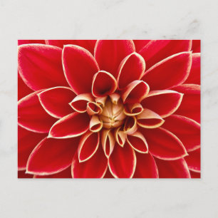 Carte Postale Photo de gros plan de Dahlia rouge