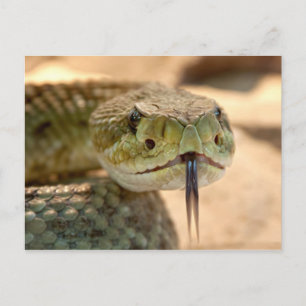 Carte Postale Photo de gros plan de serpent à sonnette
