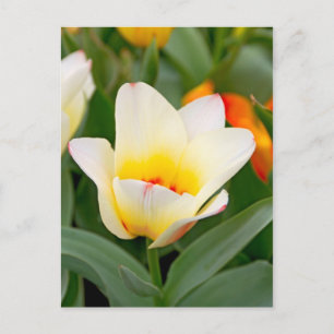 Carte Postale Photo de gros plan de tulipe printanière