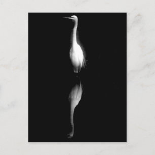 Carte Postale Photo de grue noire et blanche